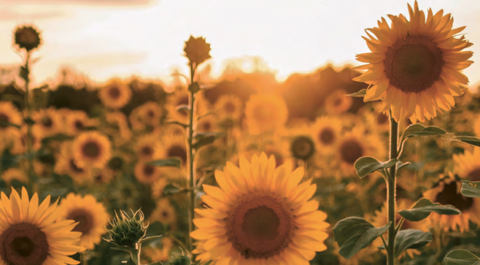 Hälsning från Claudine Nierth